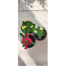 3' Lü Dikenler Tacı Çiçeği Euphorbia Milli Dikenler Tacı 10-20 Cm
