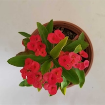 Dikenler Tacı Kırmızı Tropikada Millie Euphorbia Kırmızı