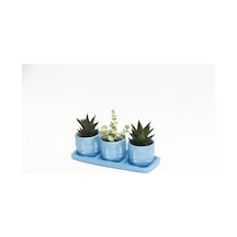 TRİO MAVİ ADLER SUKULENT SETİ - Haworthia Limifolia, Crassula Per