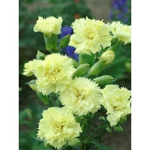 Videolu Sarı Karanfil 15-30 Cm 4 Adet Saksılı/ Tüplü Çiçekli Bodur Bitki Dianthus Caryophyllus