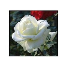 White Rose Sapling Beyaz Gül Fidanı Saksıda 10-20 Cm
