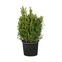 Şimşir Fidanı Saksılı Çap - 35