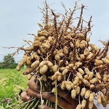 Yeni Hasat Taze Haşlamalık Çiğ Yer Fıstığı Yeni Söküm 3 Kg 3 KG