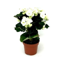 Begonya Çiçeği Fidanı Beyaz 10-20 Cm