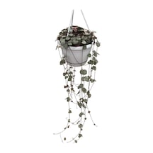 Ceropegia Woodii Kalp Kalbe Karşı Çiçeği Ø14 Cm Y25-30 Cm
