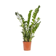 Zammia 80 - 100 Cm Yeşil