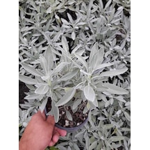 Adaçayı Fidanı 10 Adet - Saksılı 20-30 Cm
