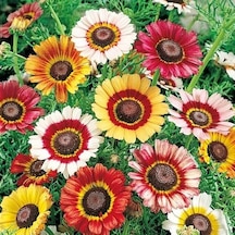 100 Adet Karışık Renk Papatya Çiçeği Tohumu + 10 Gül Tohum N112952