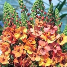 20 Adet Mıxed Colors Verbascum Tohumu