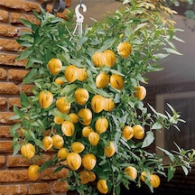 Saksılık Pepino Tohumu 5 Tohum + Tohum