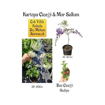 Kokulu Kartopu Çiçeği+mor Salkım Ağacı Fidanı Buz Çiçeği Peyzaj Seti