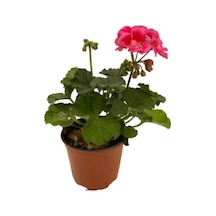 Ebruli Sardunya Çiçeği Fidesi 10-20 Cm