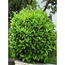 Videolu Duvar Çiti Bitkisi 1 Adet Kartopu Fidanı 15-30cm Saksılı\tüplü Viburnum Lucidum