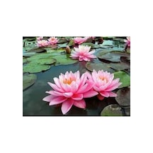 1 Adet Tohum Nadir Bulunan Pembe Lotus Su Çiçeği Nilüfer Tohumu O
