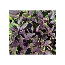 Reyhan Mor Tohumu - 5 Gram