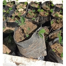 Küstüm Çiçegi Fidanı 3 Adet Tüp Poşet 3-13 Cm