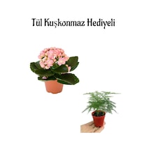 Sevgililer Gününe Özel Hediyelik Açık Pembe Kalanşo Çiçeği Tül Kuşkonmaz