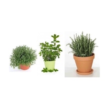 Saksılı Kekik Nane Biberiye Üçlü Set 10-20 Cm