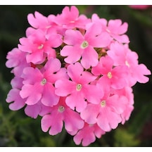 Mine Çiçeği Sarkan Çok Dallanan Pembe Renkli 10 Tohum