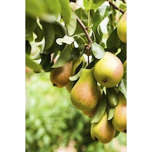 9 Adet - Santa Maria Armut Fidanı 3 Yaş