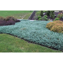 Juniperus Horizontalis 'blue Chip' Mavi Sürünücü Ardıç