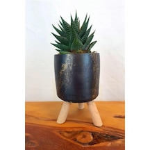 Haworthia Lİmifolia | Mermer Desenli Siyah Saksıda