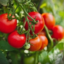 Heirloom Cherry Domates Tohumu 15 Tohum 1 Paket