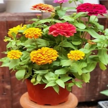 Super Yoga Scarlet Zinya Çiçeği Tohumu 40 Tohum