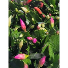 Yılbaşı Çiçeği Pembe Renk 1 Adet 10-20cm Saksılı İç Mekan Salon Çiçeği