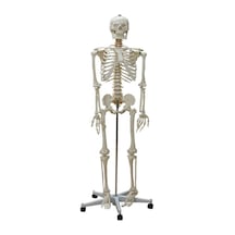 Gerçek Boy İnsan İskeleti Maketi 176 Cm Tüm Vücut Eklem,omurilik Ve Sinir Modeli Model 10