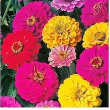 Beybeğendi Çiçeği Tohumu 1 Paket 30 Adet