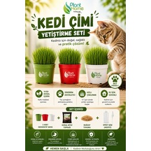 Kedi Çimi Yetiştirme Seti Doğal, Sağlıklı Ve Pratik Evde Kedi Çimi Kit Plant Home