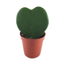 Hoya Kerrii (Mum Çiçeği) Ø5,5 CM Y0-10 CM