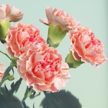 Chabaud Pure Rose Karanfil Çiçeği Tohumu 70 Adet N113778