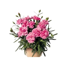 Serada Decor Plant Pembe Bodur Karanfil Çiçeği 20x40cm