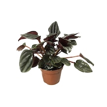 Peperomia Caperata 'Platinum' (Zümrüt Dalgası Çiçeği) Ø5,5 CM Y0-10