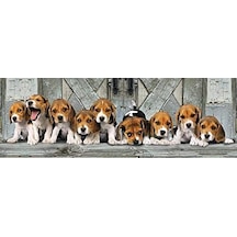 - 1000 Parça Hq Panorama Yetişkin Puzzle - Beagles