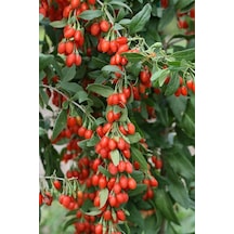 Bahçenize Lezzet Katın - 3 Adet Gojiberry Fidanı