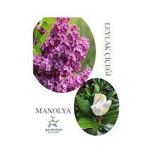 Kokulu Leylak Çiçeği Fidanı 1 Adet Saksılı 30-60cm+manolya Çiçeği Fidanı 30-60cm