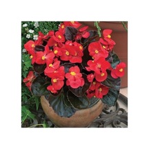 Begonya Begonia Fidanı Fidesi Kırmızı 10-20 Cm