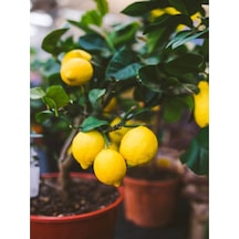 Videolu Bol Sulu Limon Fidanı 80 100 Cm 1 Adet Tüplü Interdonato Lemon