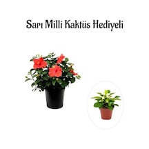 Kadınlar Gününe Özel Kırmızı Renk Japon Gülü Çiçeği Sarı Milli Kaktüs Hediyeli