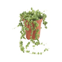 Videolu Boncuk Yapılı Tesbih Çiçeği 1 Adet Saksılı/tüplü 5-15cm Iç Mekan Bitkisi Senecio Rowleyanus