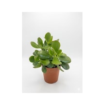 Para Bereket Çiçeği Yeşim Bitkisi Crassula Ovata 10-20 Cm