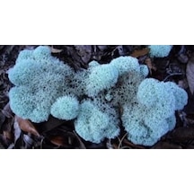 Reindeer Moss Aquamarine Şoklanmış Norveç Yosunu 30gr