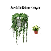 Kadınlar Gününe Özel Tespih Boncuk Bezelya Çiçeği Bitkisi Sarı Milli Hediyeli