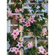 Pembe Çiçekli Mandevilla 30 60 Cm Sandavilla Bahçe Ve Balkon İçin Zarif Sarmaşık