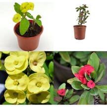 Videolu 2 Adet Dikenler Tacı Çiçeği Sarı/kırmızı 10-25 Cm Tüplü Çiçekli Bodur Bitki Euphorbia Milii