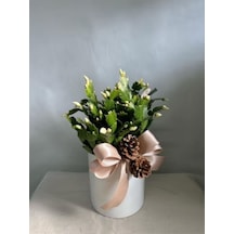 Videolu Beyaz Yılbaşı Çiçeği Fidanı 20-30 Cm Saksılı Çiçekli Bodur Bitkiler White Zygocactus
