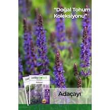 50 Adet Adaçayı Salvia Officinalis Çiçek Tohumu
